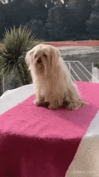 Secador-Cepillo para Mascotas 2 en 1
